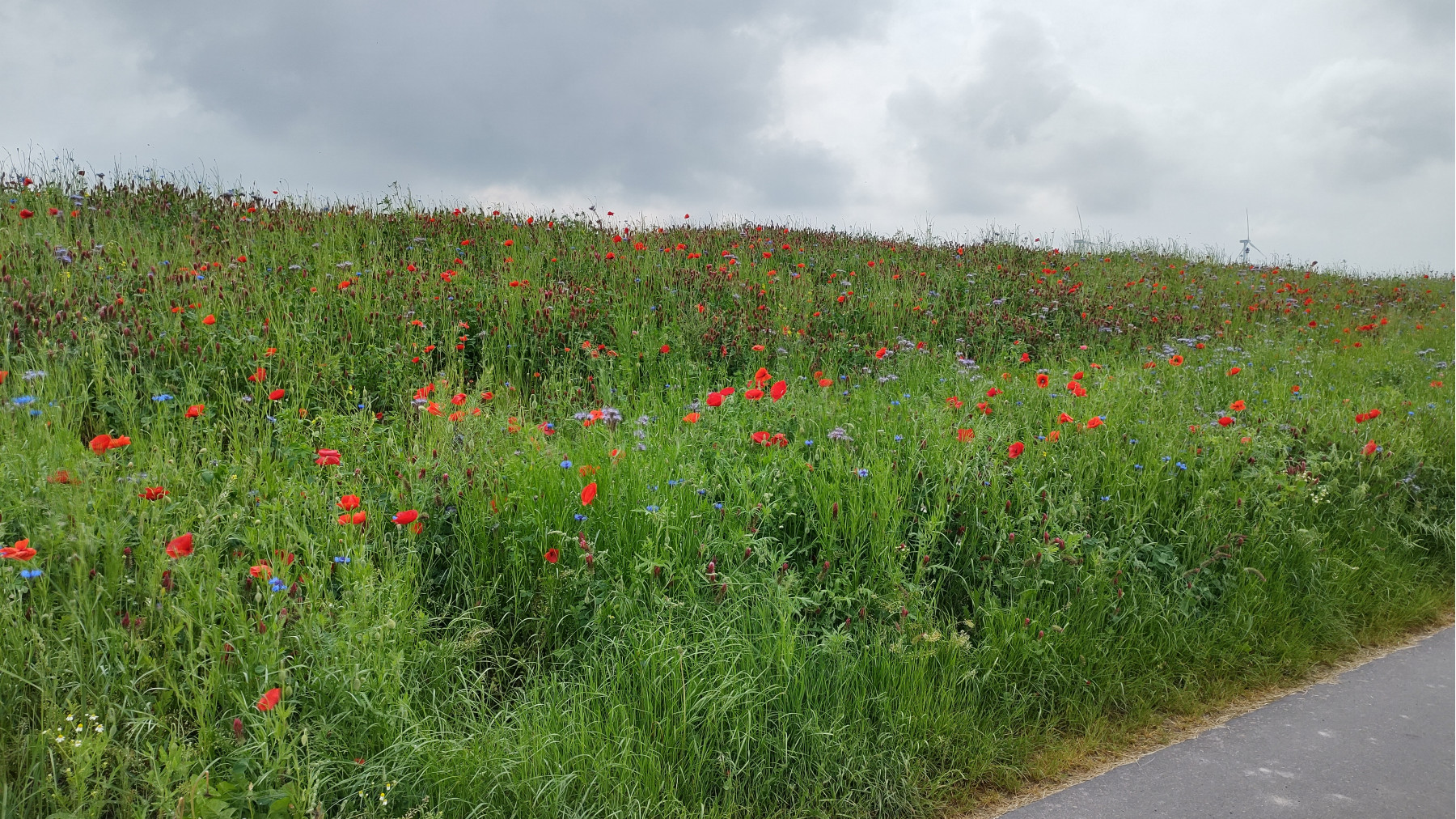 IMG_20240519_102726723_HDR IMG_20240519_102726723_HDR