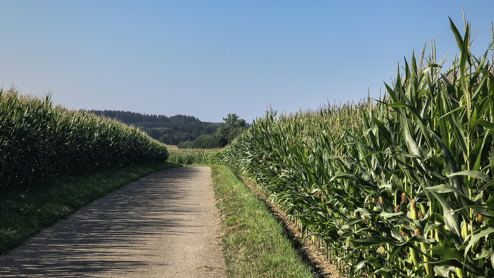 IMG_20250811_091706915_HDR